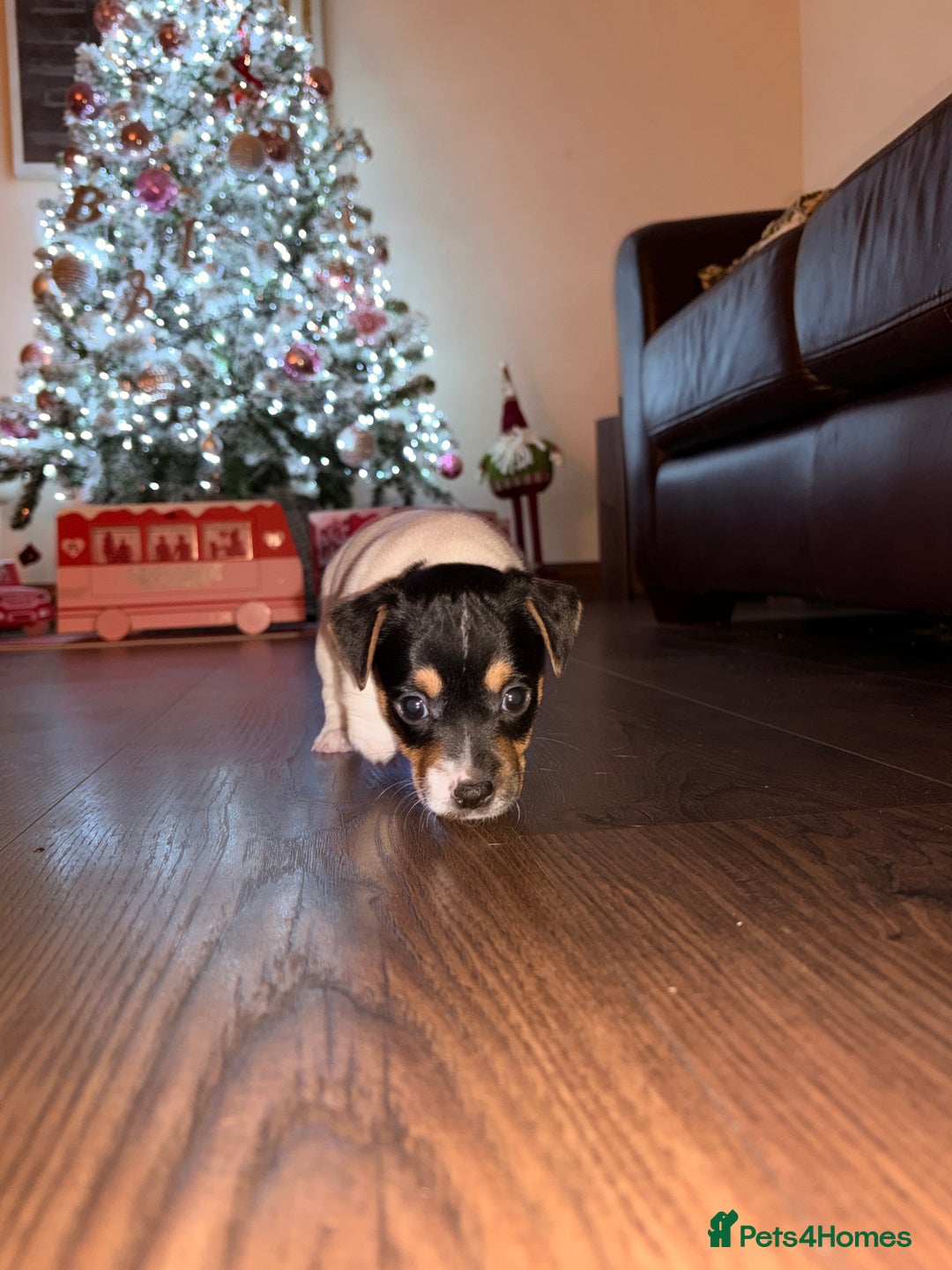 Jack Russell dogs for sale: Jack Russell Puppies - Advert 13