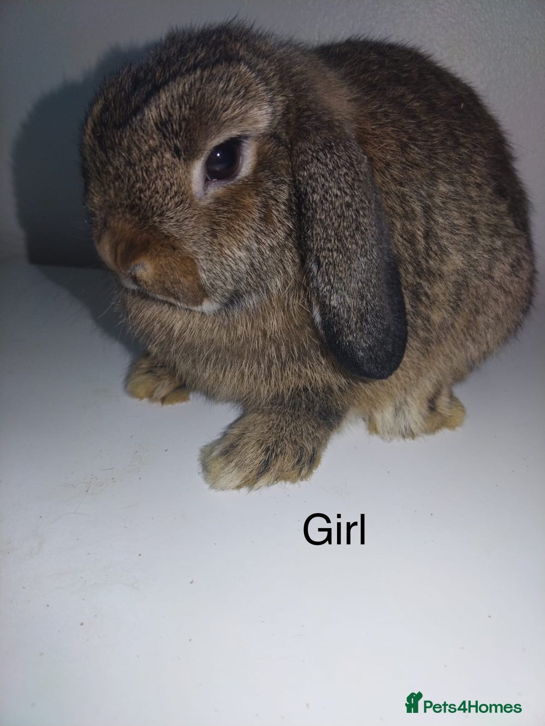 Mini Lop rabbits for sale: Mini lops available  - Advert 7