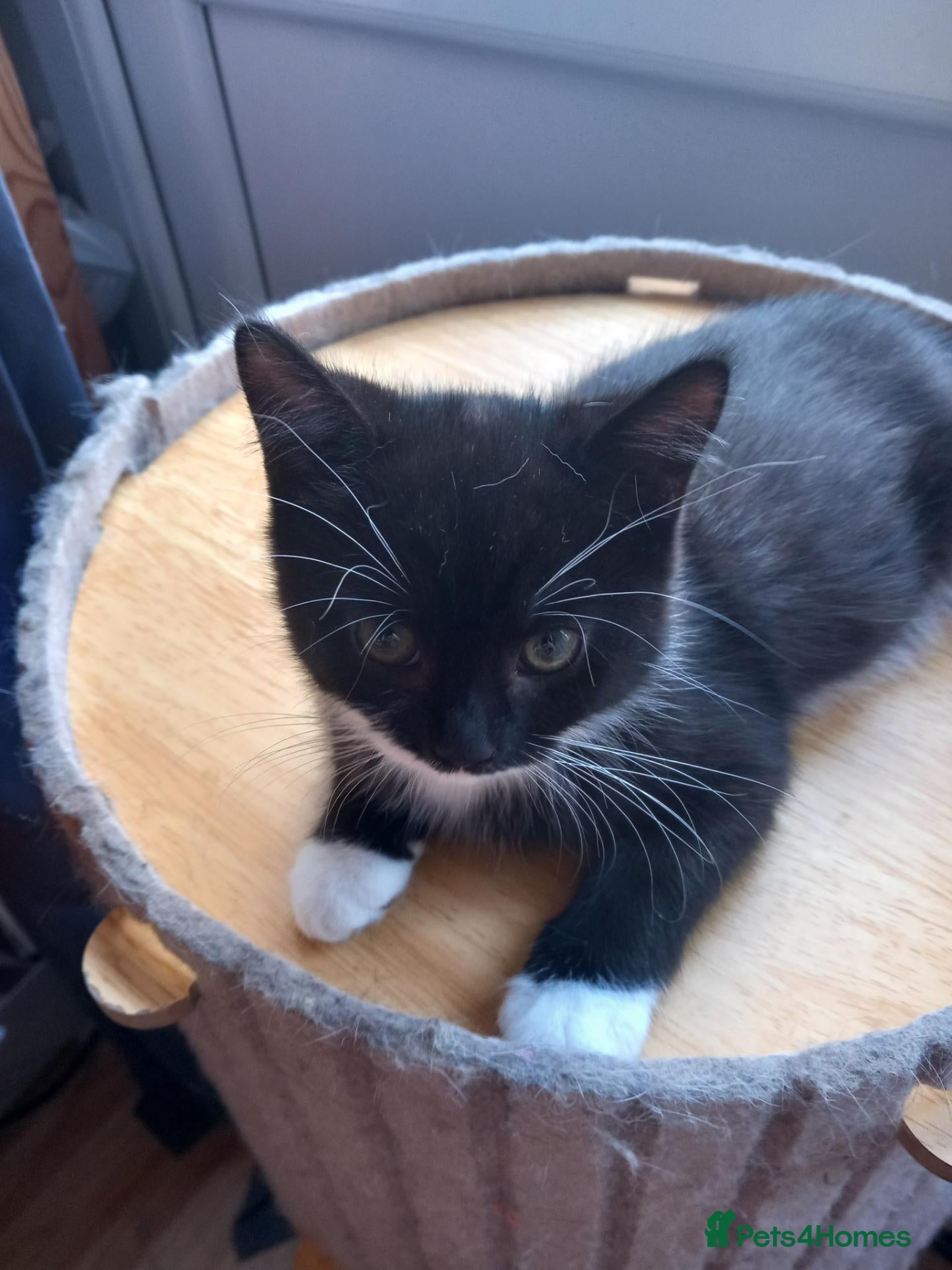 Mixed Breed cats for sale: Persian mix and Persian kittens - Advert 22