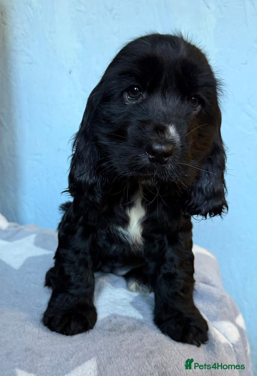 Cocker Spaniel dogs for sale: Show type Cocker Spaniel puppies  - Advert 5