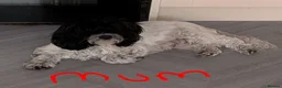 Cocker Spaniel dogs for sale: Cocker Tzu Puppies  in Keighley - Advert 1