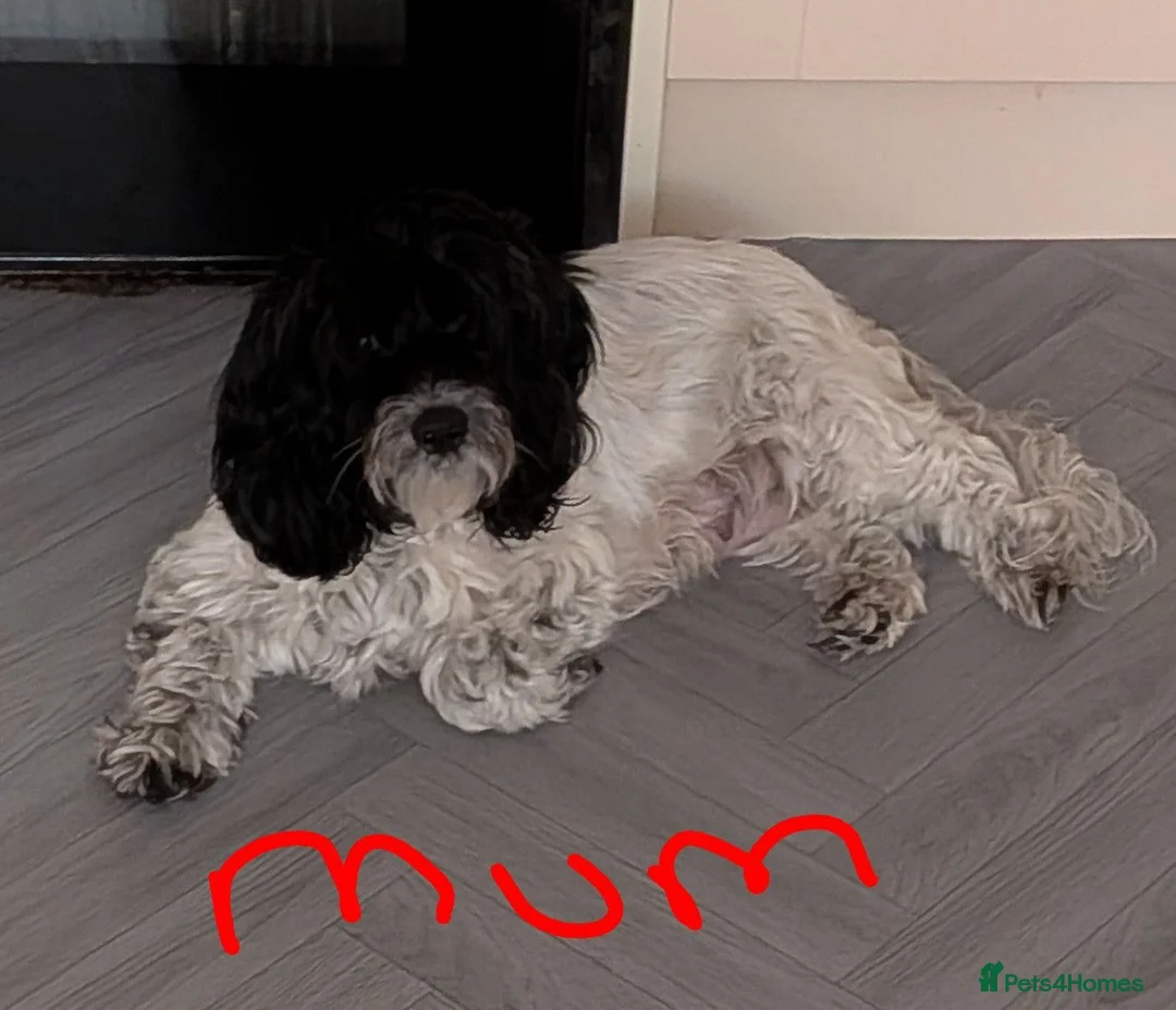 Cocker Spaniel dogs for sale: Cocker Tzu Puppies  in Keighley - Advert 1