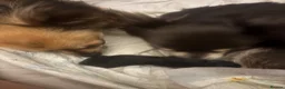 Chihuahua dogs for stud: Proven Chihuahua Stud - Advert 10