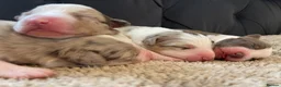 Border Collie dogs for sale: 🐾OUTSTANDING *UNIQUE* BORDER COLLIE PUPPIES🐾 - Advert 27