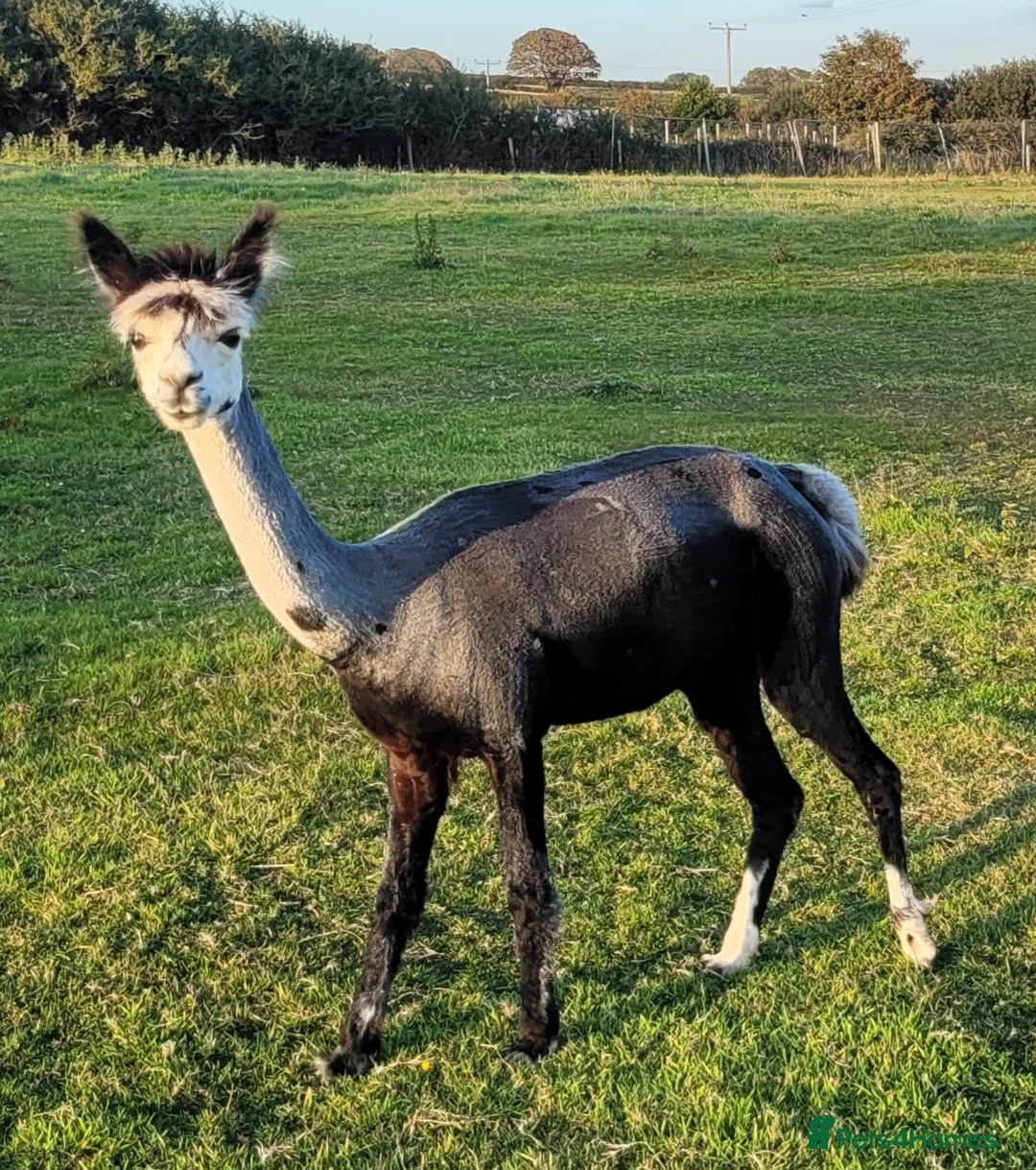 Alpaca livestock for sale: Alpacas for Sale - Advert 12