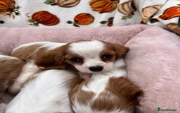 Cavalier King Charles Spaniel dogs for sale: Cavalier king Charles puppy's  - Image 9
