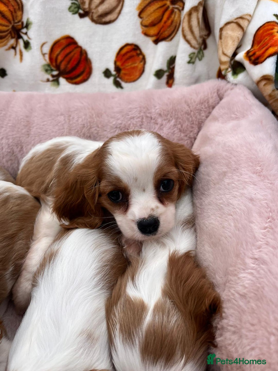 Cavalier King Charles Spaniel dogs for sale: Cavalier king Charles puppy's  - Image 9