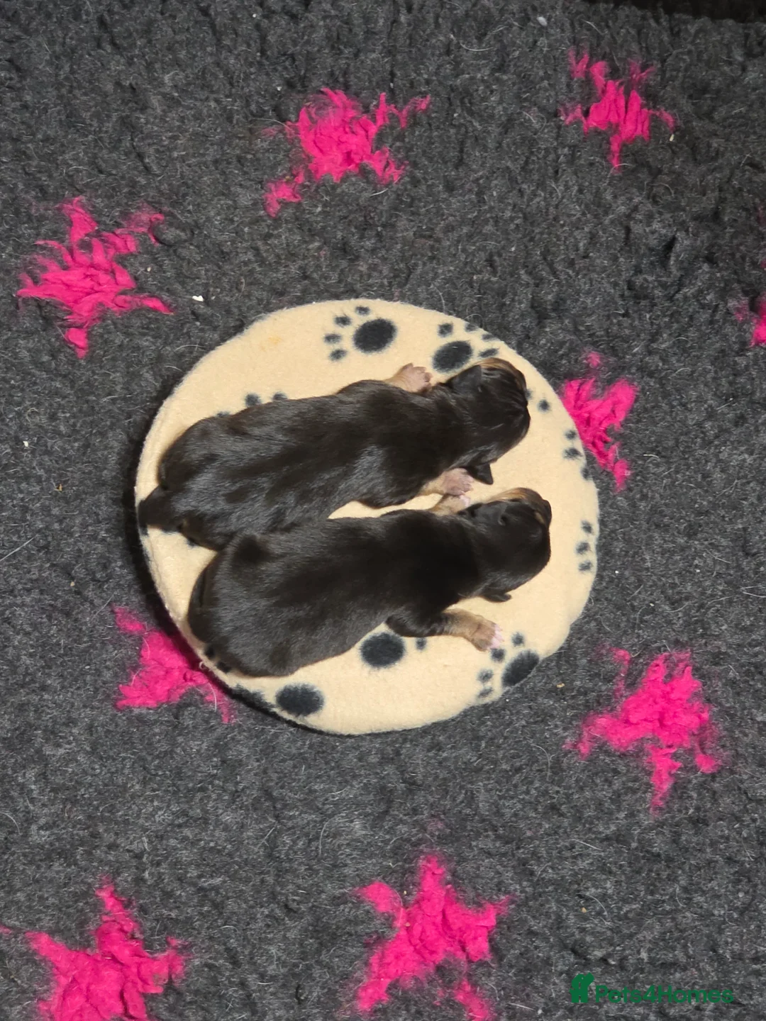 Jack Russell dogs for sale: Super Black and Tan Jack Russell Puppies in Alcester - Advert 2