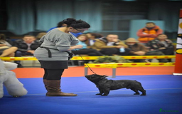 French Bulldog dogs for stud: International Champion French Bulldog for Stud - Image 5