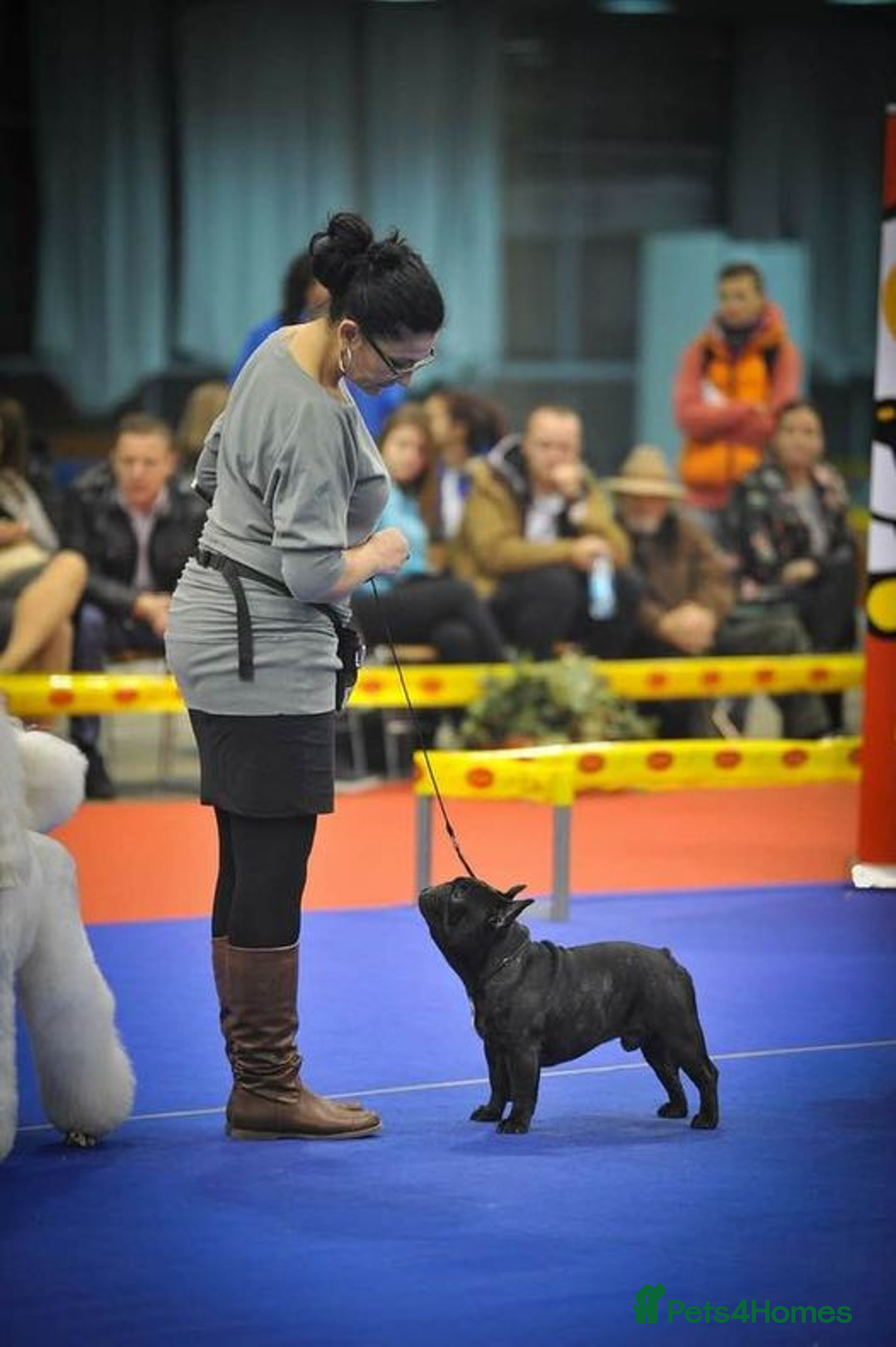 French Bulldog dogs for stud: International Champion French Bulldog for Stud - Image 5