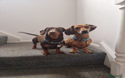 Dachshund dogs for sale: Littre of 7 Dachshund puppies - Image 4