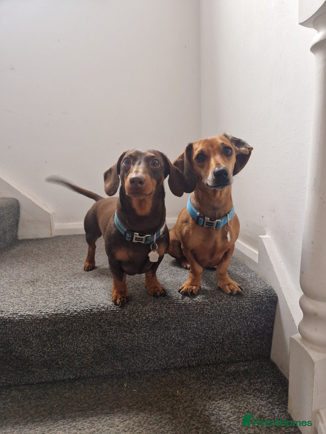 Dachshund dogs for sale: Littre of 7 Dachshund puppies - Image 4