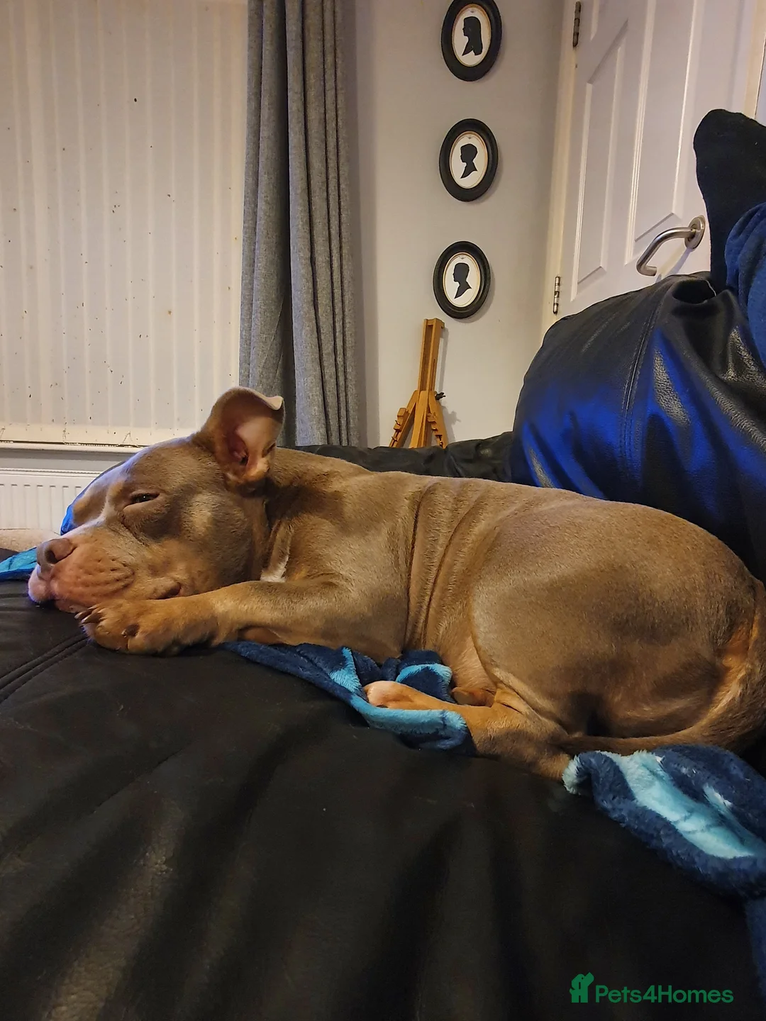 American Bully dogs for sale: ABKC American bully (pockets)  in Ballymena - Advert 2