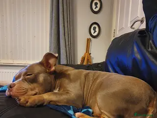 American Bully dogs ABKC American bully (pockets) - Advert 1