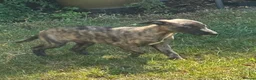Whippet dogs for sale: KC registered whippet puppies ready now  - Advert 9