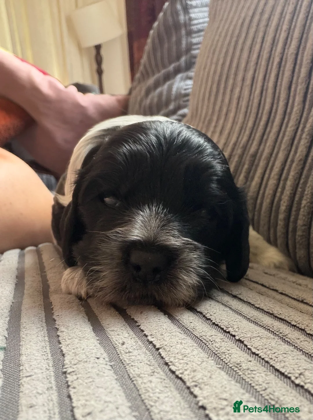 Cockapoo dogs for sale: Last Two Cockapoo Girls in Shrewsbury - Advert 19