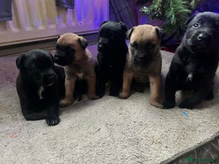 Mixed Breed dogs Belgian Malinois - Advert 3