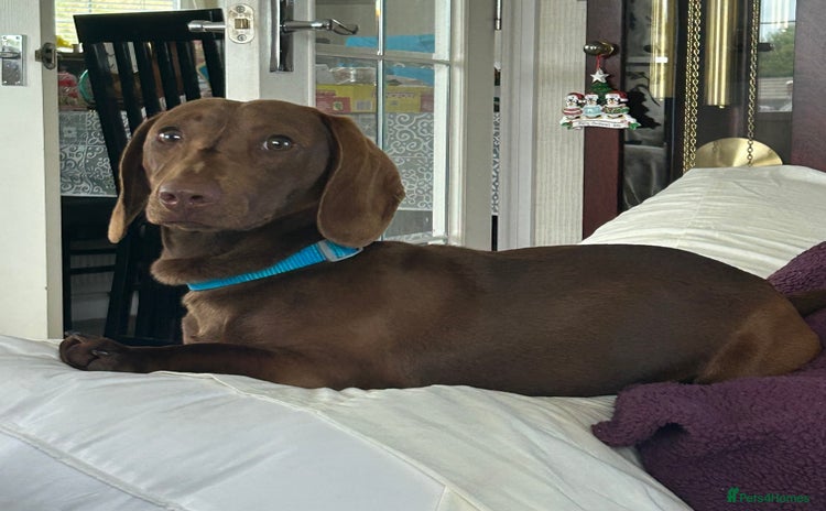 Dachshund dogs - Advert 8