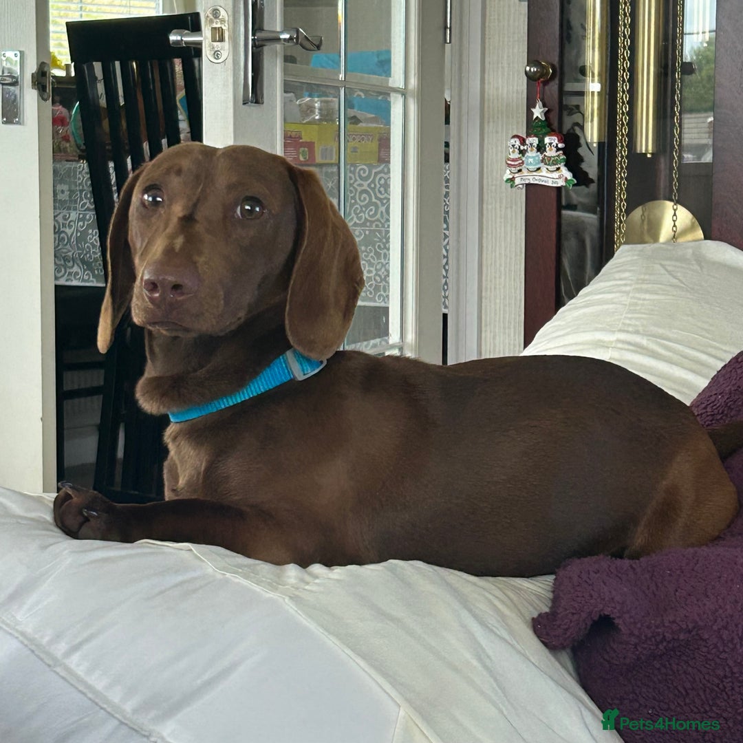 Dachshund dogs for sale: Dachshund  - Image 1