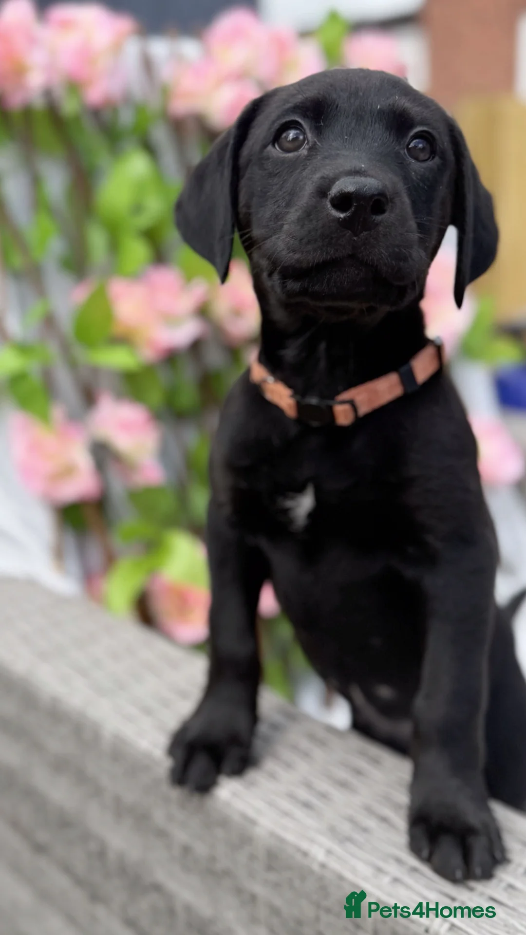 Mixed Breed dogs for sale: Puppies  - Advert 2