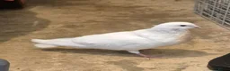 Pigeons birds for sale: 8 pigeons gaditanos for sale in Norwich - Advert 5