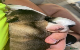 Shih Tzu dogs for sale: Shih tzu puppies - Image 9