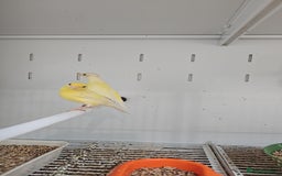 Finches birds for sale: Canaries for sale - Image 3