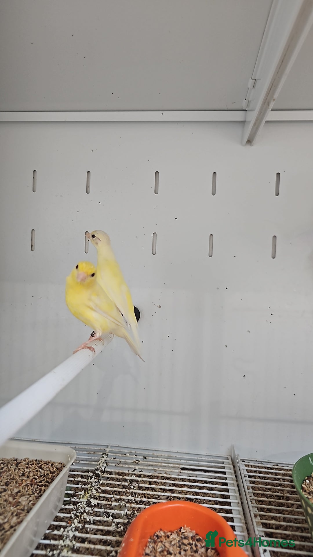 Finches birds for sale: Canaries for sale - Image 3