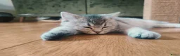 British Shorthair cats for sale: 1 left, Rare Tipped Tabby British Shorthair girl - Advert 5