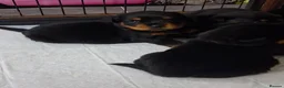 Rottweiler dogs for sale: Rottwiler puppies  - Advert 7