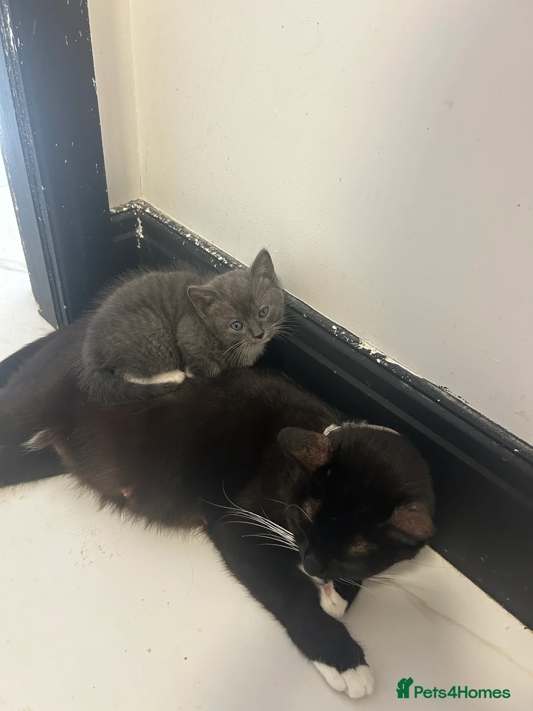 Mixed Breed cats for sale: Kitten ready for her new home! - Advert 2