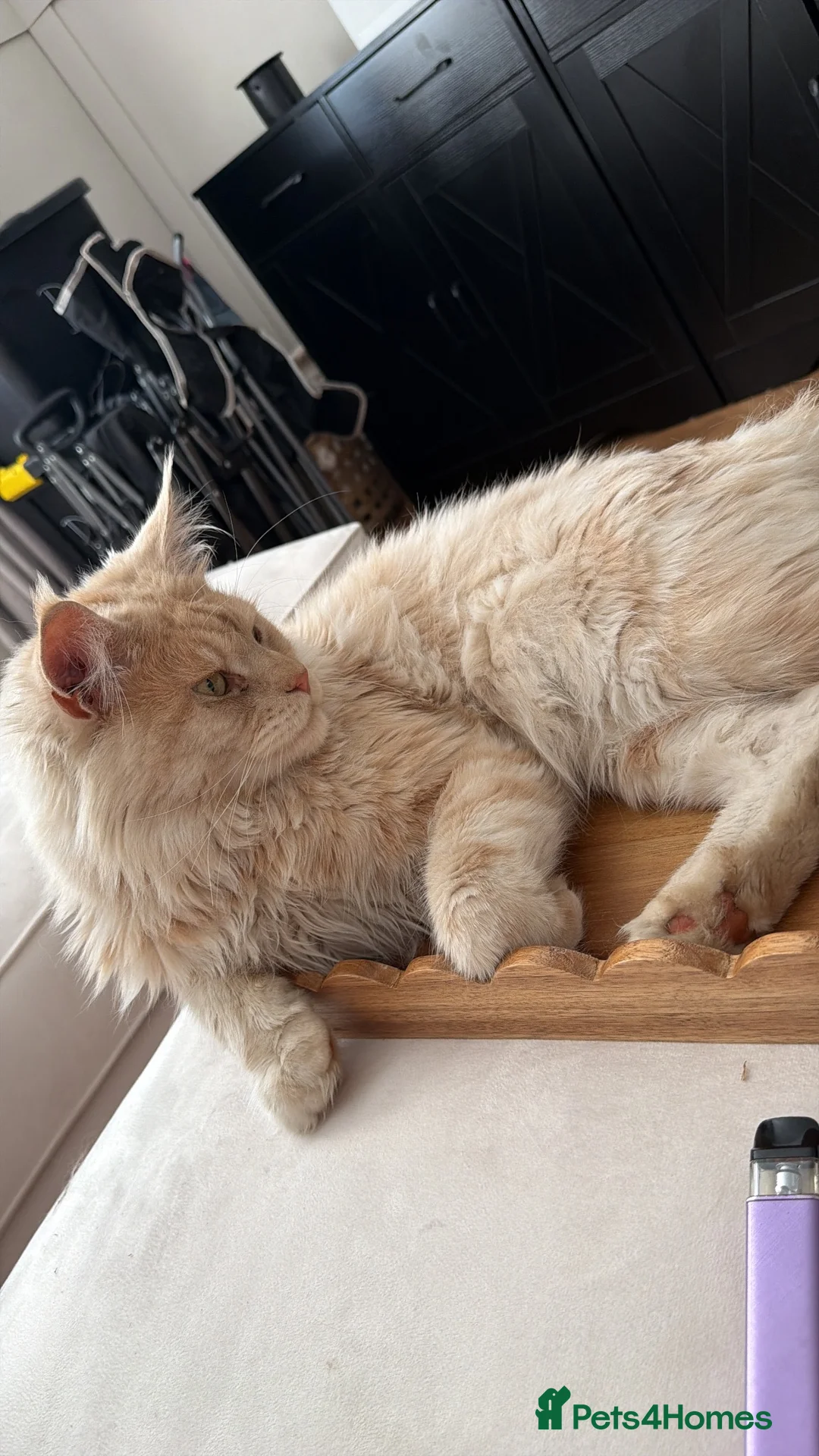 Maine Coon cats for sale: Mainecoone kittens  - Advert 5