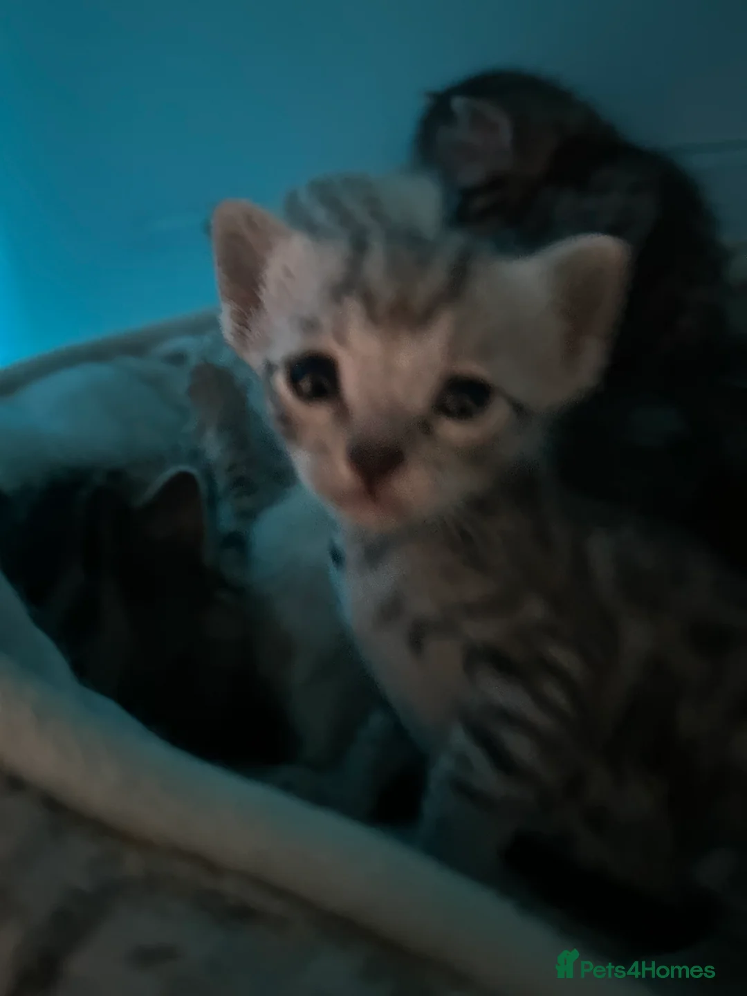 Bengal cats for sale: Adorable Bengal kittens  - Advert 4