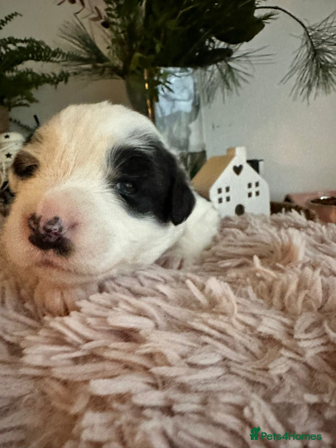 Border Collie dogs for sale: Stunning puppies from international champion line. - Advert 18