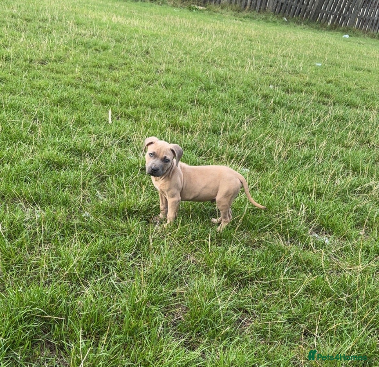 Staffordshire Bull Terrier dogs Gorgeous Staffordshire bullterrier pups - Advert 19