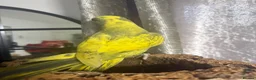 Ringnecks birds for sale: Pied Indian ringneck  - Advert 2