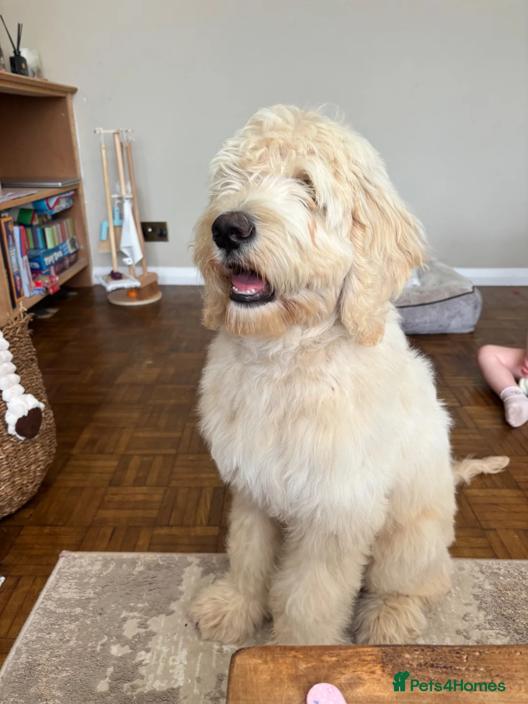 Labradoodle dogs for sale: 5 Month F2B Labradoodle – Family Puppy in Worthing - Advert 2