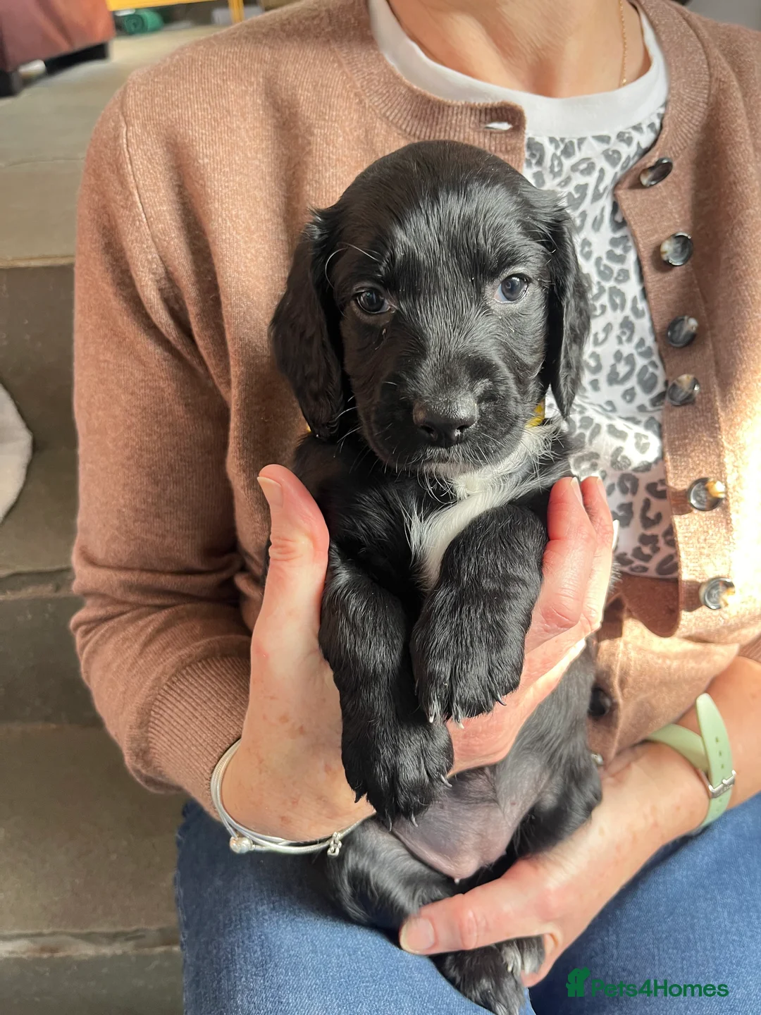 Mixed Breed dogs for sale: Mixed breed cocka pups - Advert 9