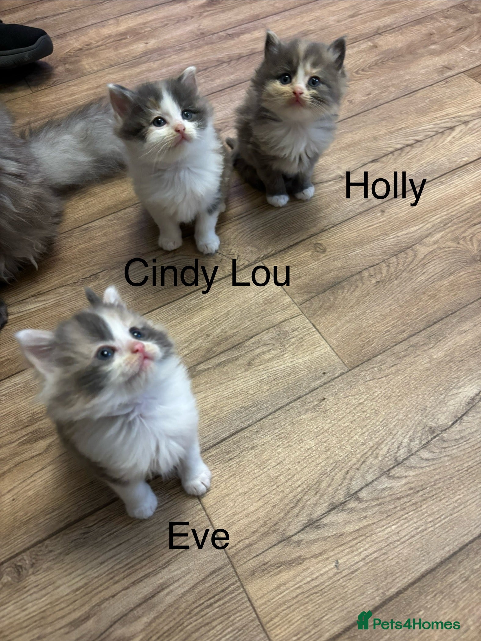 Mixed Breed cats Two Dilute Calico long hair Female kittens  - Advert 18