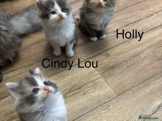 Mixed Breed cats Two Dilute Calico long hair Female kittens - Advert 1