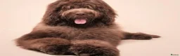Newfypoo dogs for sale: Rare Newfypoo Puppies.  Stunning colors - Advert 8