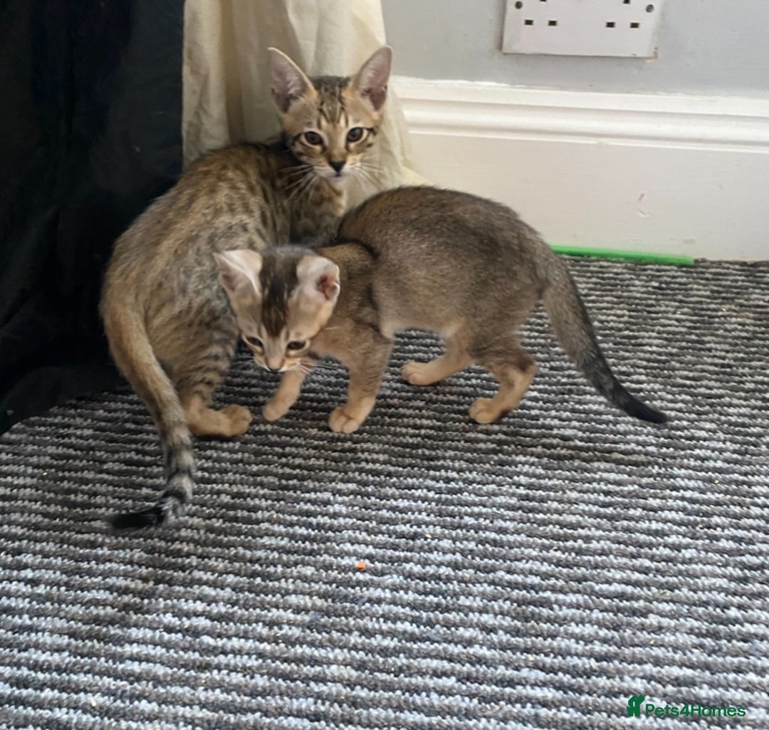 Chausie cats for sale: Savannah x Chausies - Image 15