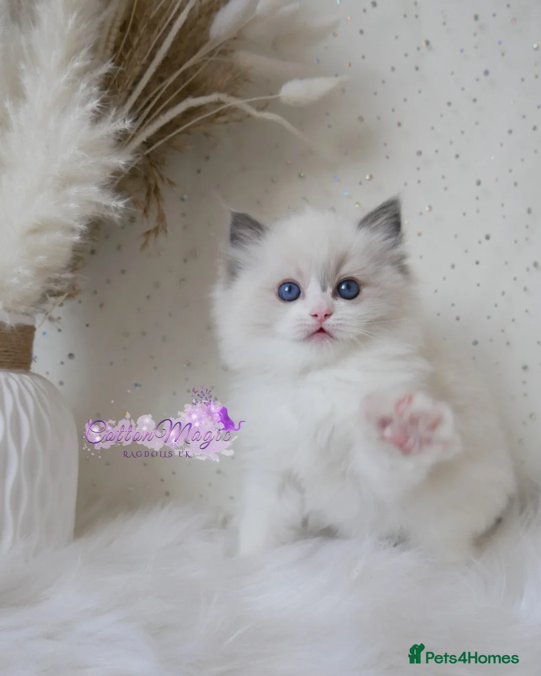 Ragdoll cats for sale: Exquisite High-End Quality Ragdolls Lynx / Bicolor - Advert 17