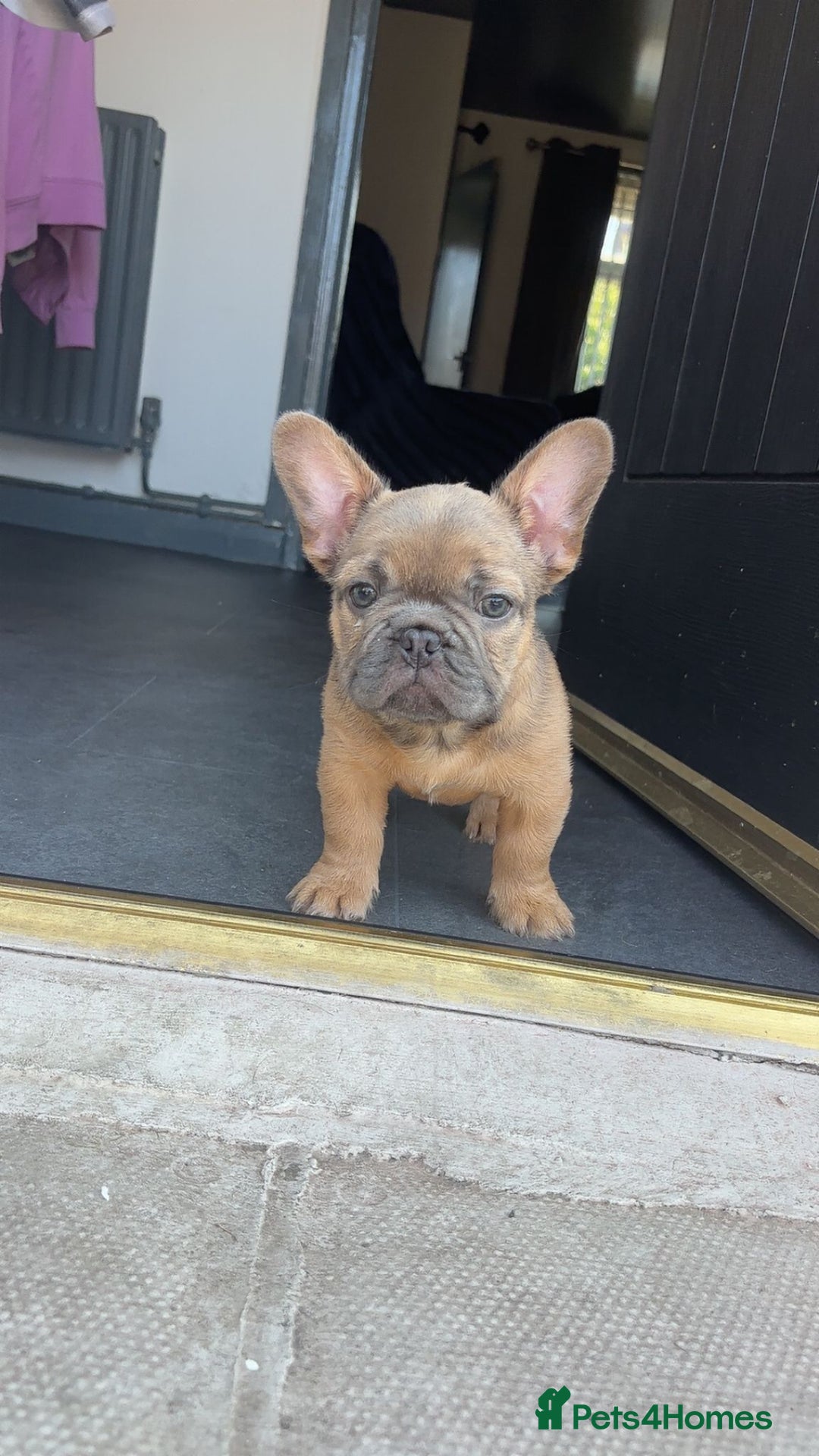 French Bulldog dogs for sale: Teddy bear floodle  - Image 6