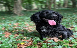Cocker Spaniel dogs for stud: Blackmeadow Chancer FOR STUD (FTCH x FTCH) - Image 1