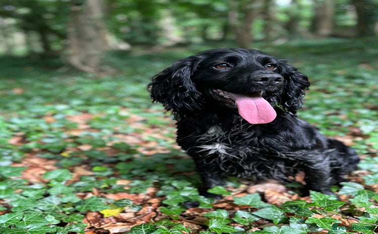 Cocker Spaniel dogs for stud - Advert 2