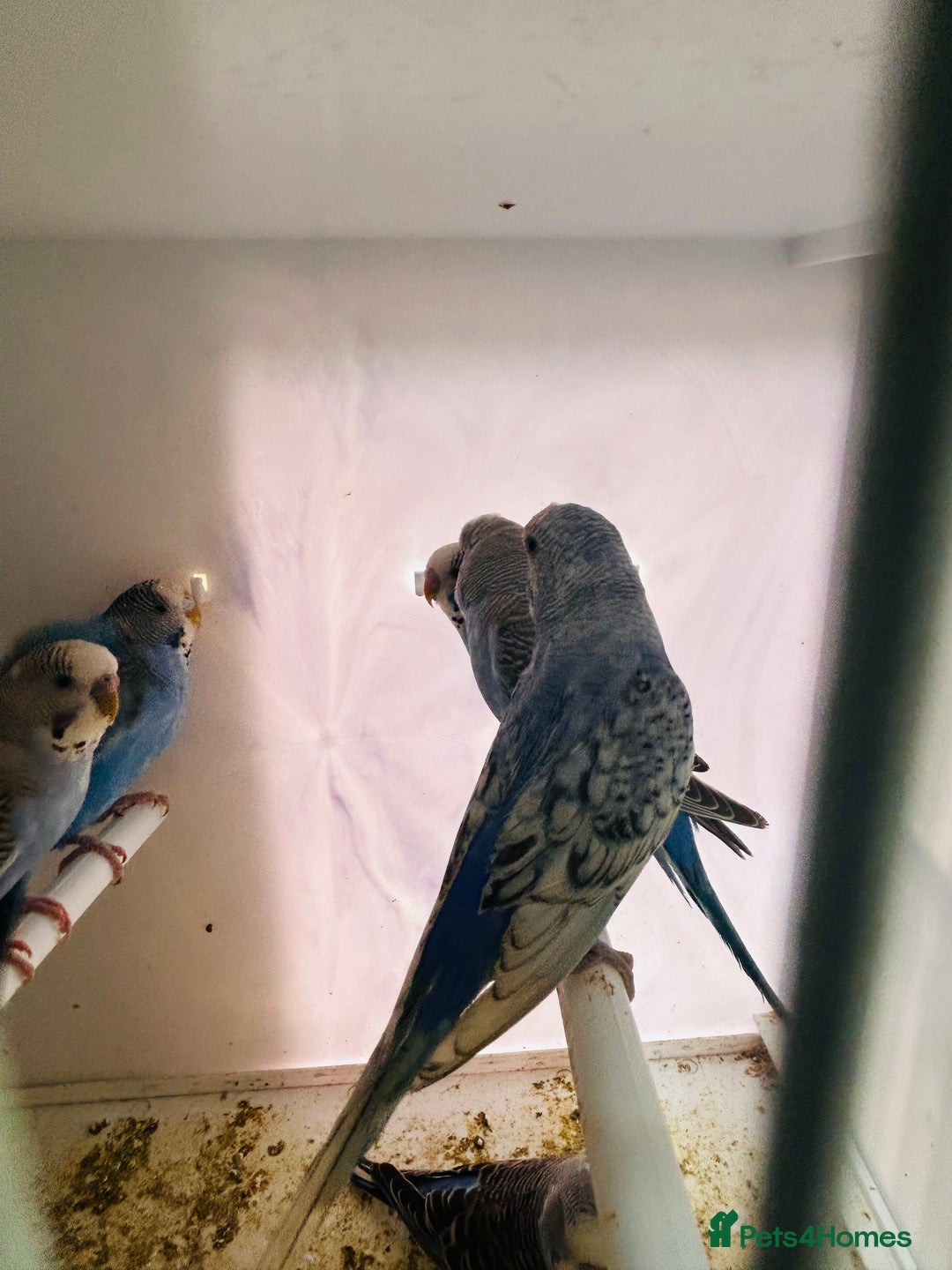 Budgerigars birds for sale: Stunning baby rainbow/pied budgies  in Luton - Image 16