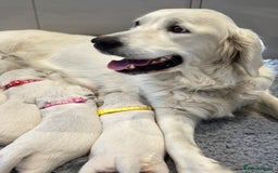 Golden Retriever dogs for sale: Cream Golden Retriever Puppies  - Image 4