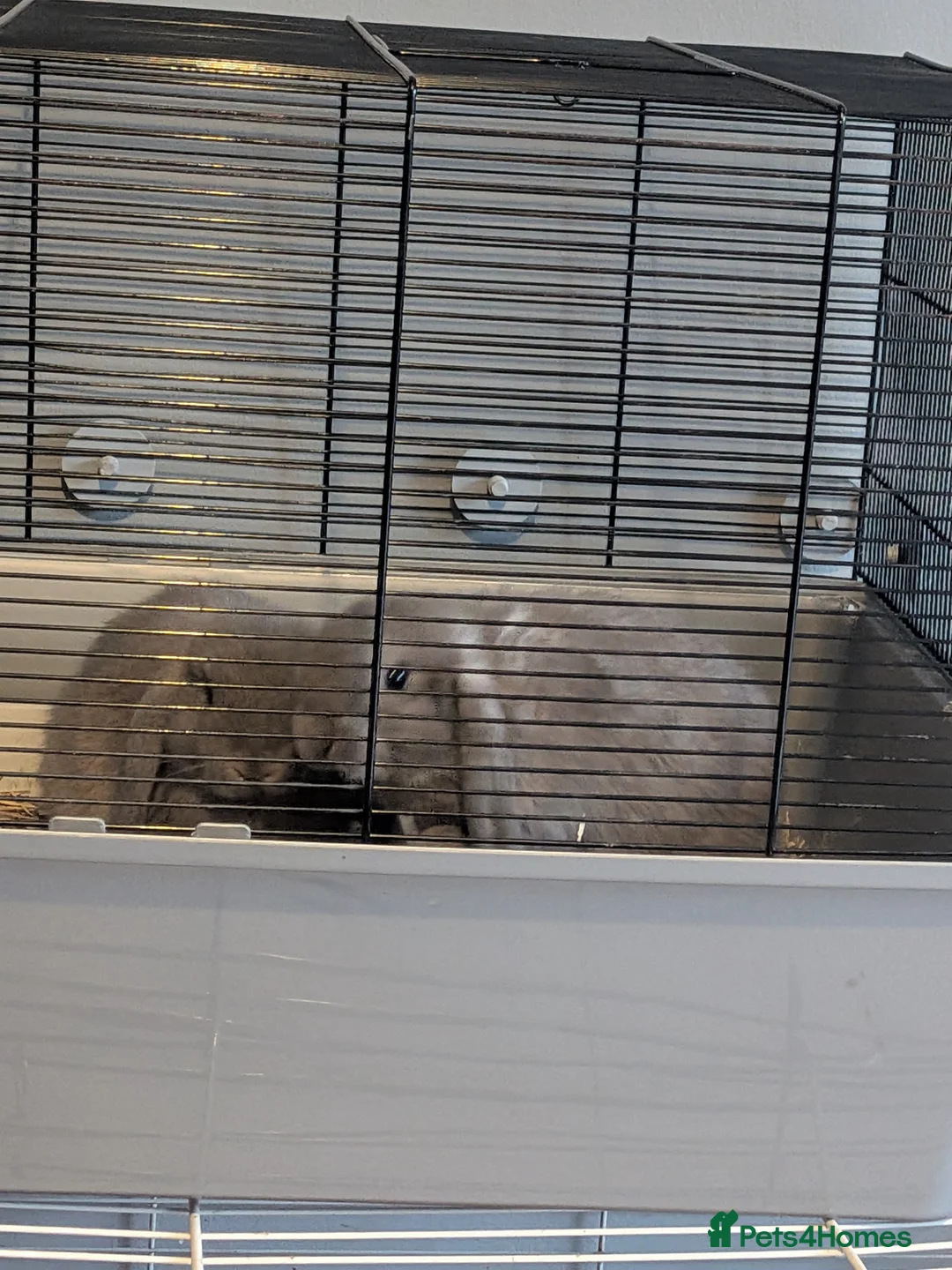 Mini Lop rabbits for sale: 3 male mini lips  - Advert 2