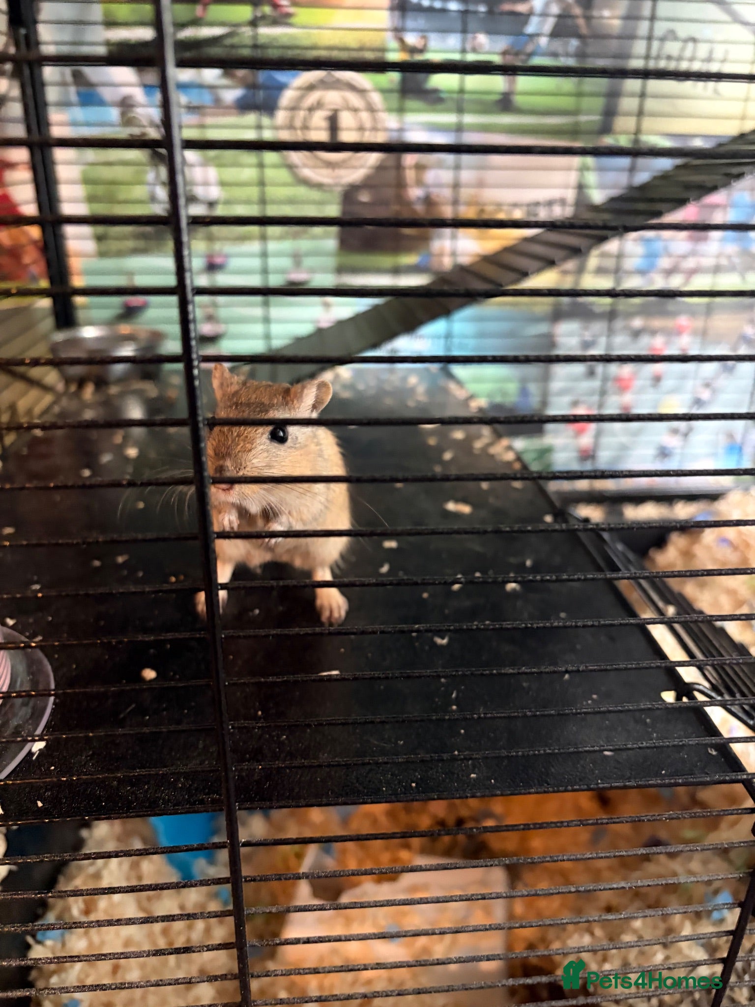 Gerbil rodents 2 male friendly gerbils and set up - Advert 3